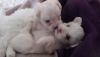 2 Gorgeous Pure Breed Female Maltese Puppies,
