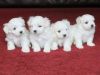 Gorgeous Male and Female Maltese Puppies available for sale