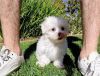 Tiny Show Quality Maltese Puppies