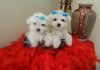 beautiful maltese puppies for sale