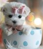 MAGNIFICENT MALTESE PUPPIES AND MUCH MORE TINY BREEDS!!! WE SHIP!!!