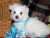 gorgeous T-Cup Maltese puppies