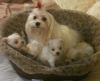 Just in time for Christmas - AKC Maltese Puppies