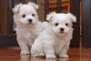 Sweet Maltese puppies ready for forever homes