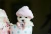 Visit our website /// super cute teacup puppies