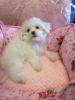 Maltese male and female puppies for sale