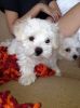 Maltese Terrier Puppies For Sale
