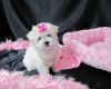 cute maltese puppies for sale now
