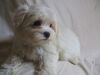 Adorable Tiny Little Boy Maltese Pup For Sale