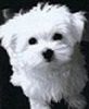 Adorable Male and Female Maltese Puppies