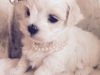 Kc Registered Male Maltese Puppy For Sale **