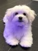 sweat Maltese Puppies for sale