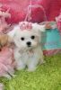 Cute Teacup Lovely Maltese Puppies Available For Sale Now