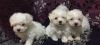 maltese x bichon puppies reduced at 320 each