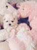 Maltese Pupies for sale