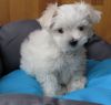 Exquisite Tiny Kc Registered Maltese Puppies