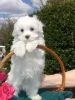 Super Adorable Teacup Maltese Puppies(xxxxxxxxxx)