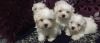 Adorable Litter Of Exquisite, Tiny Maltese