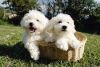 Intelligent Maltese puppies