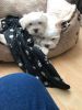 Two t-cup maltese puppies needs a new family