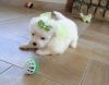 cute pure breed maltese puppies