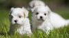 Tea cup Maltese puppies for adoption
