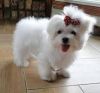 Stunning White Maltese Puppies (xxx)xxx-xxxx