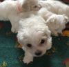 Thsgsv cute maltese puppies