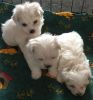 Registered Matese Puppies