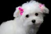 Male and Female maltese now ready