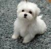 Cute Maltese Puppies for Rehom