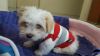 Lovely Maltese puppy ready for a new home(s)
