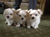 Adorable Westie X Maltese Pups