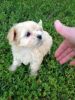 1 Female Maltese puppy for sale