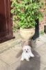 Kc Registered Maltese Puppies Ready To Go Now