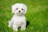 Kc Reg. Healthy Maltese Puppies Available