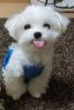 Excellent 4lbs Teacup Maltese Puppies