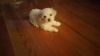 8 weeks old Maltese puppy waiting for you