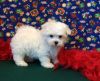 White Maltese Puppies For Sale