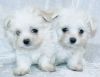 Pedigree Boy and girl Maltese Puppies