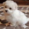 Available male Maltese