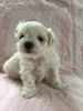 Stunning Small Maltese Puppies (pedigree),one Sold