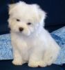 Little Baby Maltese Puppy for rehoming