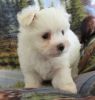 Another little cutie T-Cup Maltese Puppies Available Now