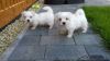 Beautiful Maltese X Puppies