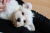 Charles-exceptional Maltese Dog Available For Stud