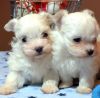 Two Lovely Maltese Puppies For Sale