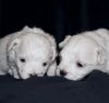 Quality Maltese Puppies