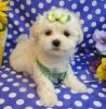 Vivian Maltese Puppies for Sale