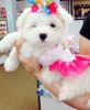 Affectionate White Maltese Puppies